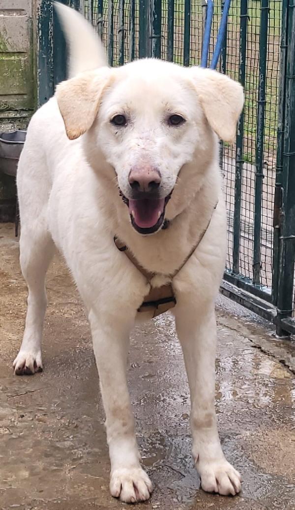 Easy, la dolcezza di un Labrador color miele Foto 4